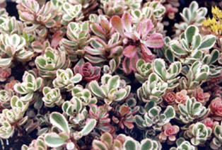 Sedum spurium 'tricolor'